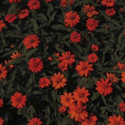 半岛手机网页版登录入口